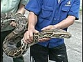 Python slithers into China biotech factory