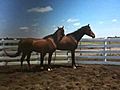 Sacking Out Two Young Horses Together- Herd Instincts- Part 2- Rick Gore Horsemanship
