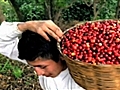 Howdini - How to Buy Fair Trade Coffee