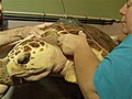 Rescued turtle returned to Gulf