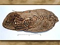 World’s Oldest Leather Shoe Found