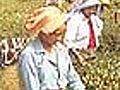 Tea sector hit by Gorkhaland unrest