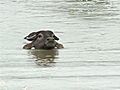 Wild Animals Cool Down In Gentry