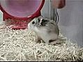 Un hamster s&#039;éjecte de sa roue