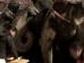 Web Extra: Elephants Enjoy Pizza Buffet In Boston