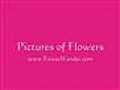 Pictures of Flowers