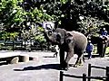 SNTV - Elephant re-named Rooney