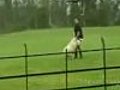 Sheep Prank