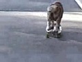 Un cane sullo skateboard !