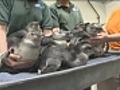 New England Aquarium hatches penguin chicks