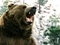Super Bowl - Bud Light - Bear