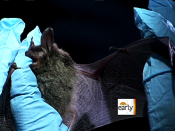 Why are bats dying in droves?