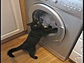 Cat vs Washing Machine