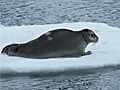 Drones Track Arctic Seals
