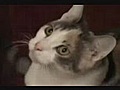 Le chat qui parle.