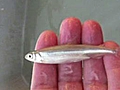 Cali to Lose Thousands of Jobs for a 3-Inch Fish