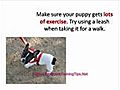 Puppy Obedience Training - Housebreaking Your New Puppy