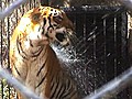 How big kitties beat a heat wave