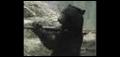 Web Xtra: Claud The Bear Twirls A Baseball Bat