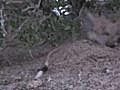 Video - &#039;Mickey Mouse&#039; Rodent Caught on Film