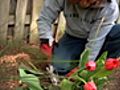 How To Grow Tulips