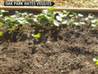 Woman faces jail for vegetable planting garden