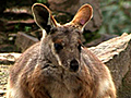 Surrogate Moms Boost Wallaby Births