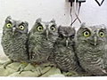 The Tonight Show with Jay Leno - Baby Owls