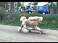 スケボー犬 失敗編 skateboarding poodle Draco
