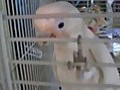 My Goffin Cockatoo Ellie Saying Aflack