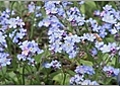 Adding Color to the Garden with Forget-Me-Nots