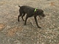 dog fetches quail