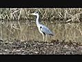 dieren in de natuur in de omgeving van Sint-Oedenrode Noord Brabant