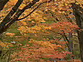 Royalty Free Stock Video HD Footage Fall Leaves on a Windy Day in North Carolina