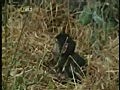 leopard kills Baboon with surprising results