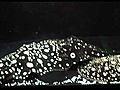 南美魟魚亞馬遜名模Black Diamod 【HK星光大道】 怀孕72天