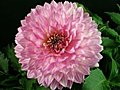 Time-lapse Of Blooming Pink Dahlia 2 Stock Footage