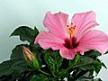 Time-lapse Of Dying Pink Hibiscus Flower 1 Stock Footage