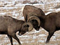 Bighorn battles