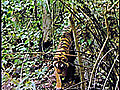 Thailand Uses Technology,  Rangers to Protect Wild Tigers