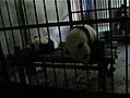 Evasion d’un bébé panda