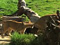Lion Camp Cubs