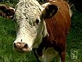 Police Use Taser In Attempt To Corral Cow