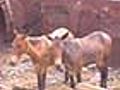 Glanders: Nainital horses test positive