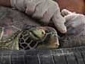 Rare marine turtles get help