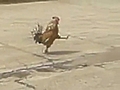 Militant Rooster