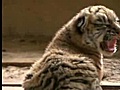 Manchurian tiger gives birth to quintuplets