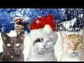 JINGLE CATS Let It Snow Cat SCREEN TEST 006 HD