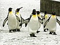 March of the Penguins