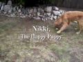 Nikki, The Happy Puppy